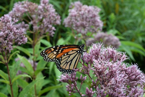 pollinator plants