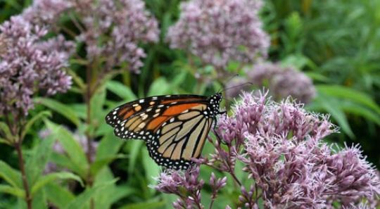 pollinator plants