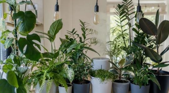 26 Best Air Purifying Plants For The Home